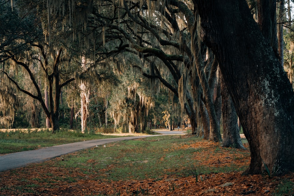 gray concrete road between trees during daytime