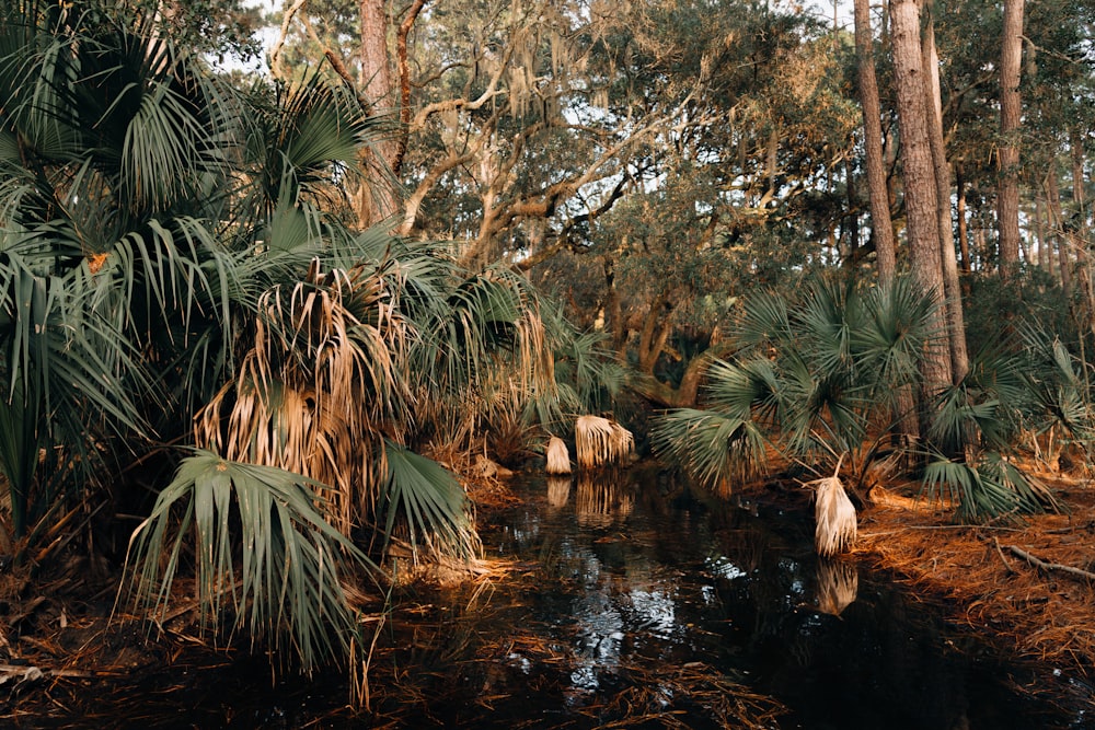 Palmiers verts près de la rivière pendant la journée