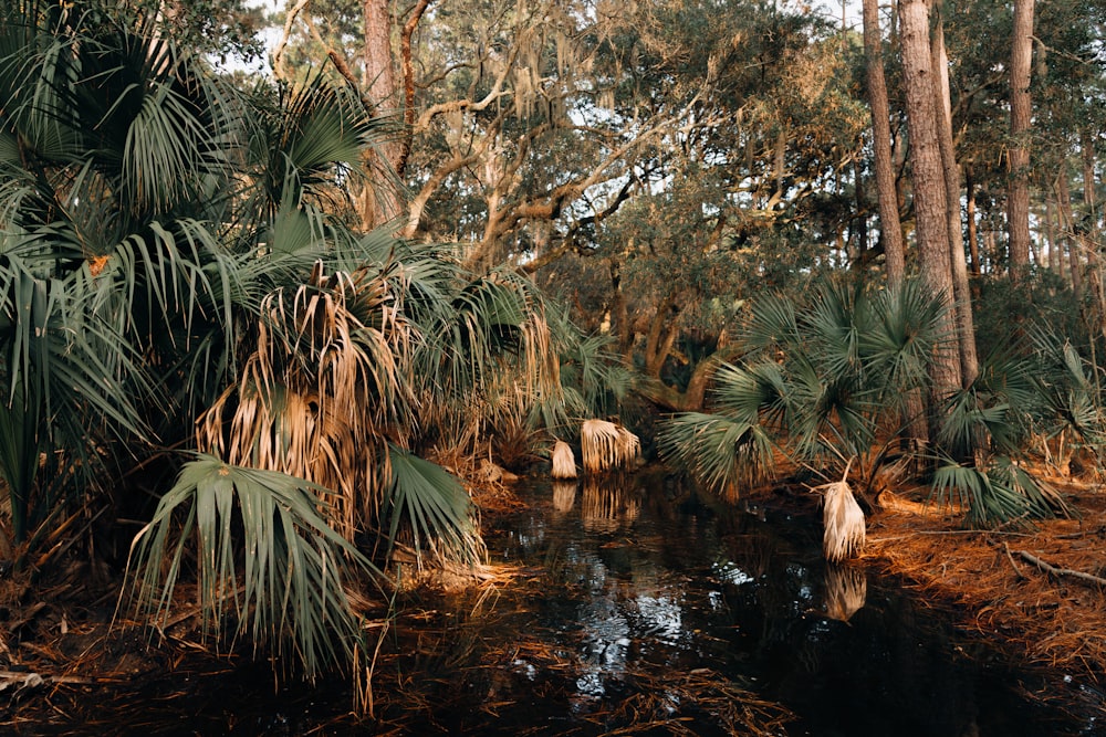 green palm trees near river during daytime