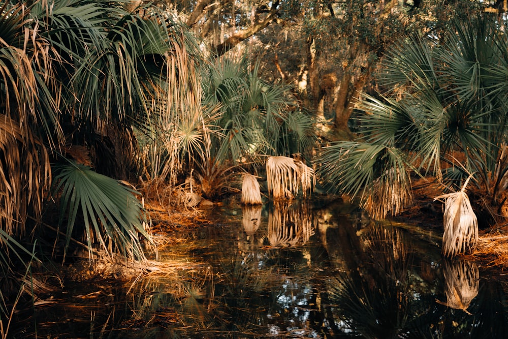 tiger on water near green palm tree during daytime