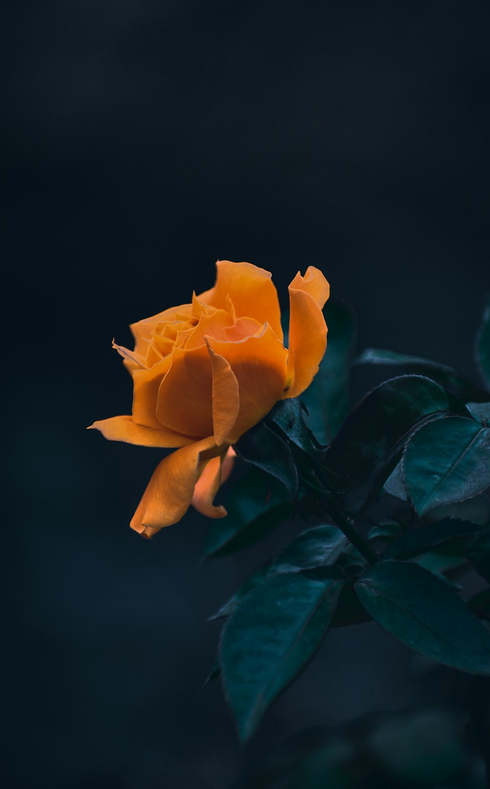 rosa gialla in fiore foto ravvicinata