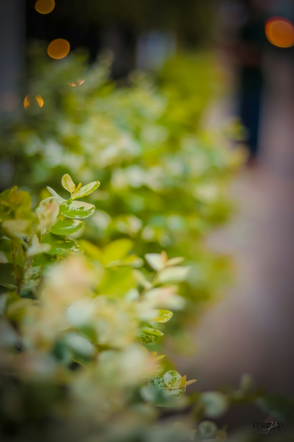 green plant in tilt shift lens