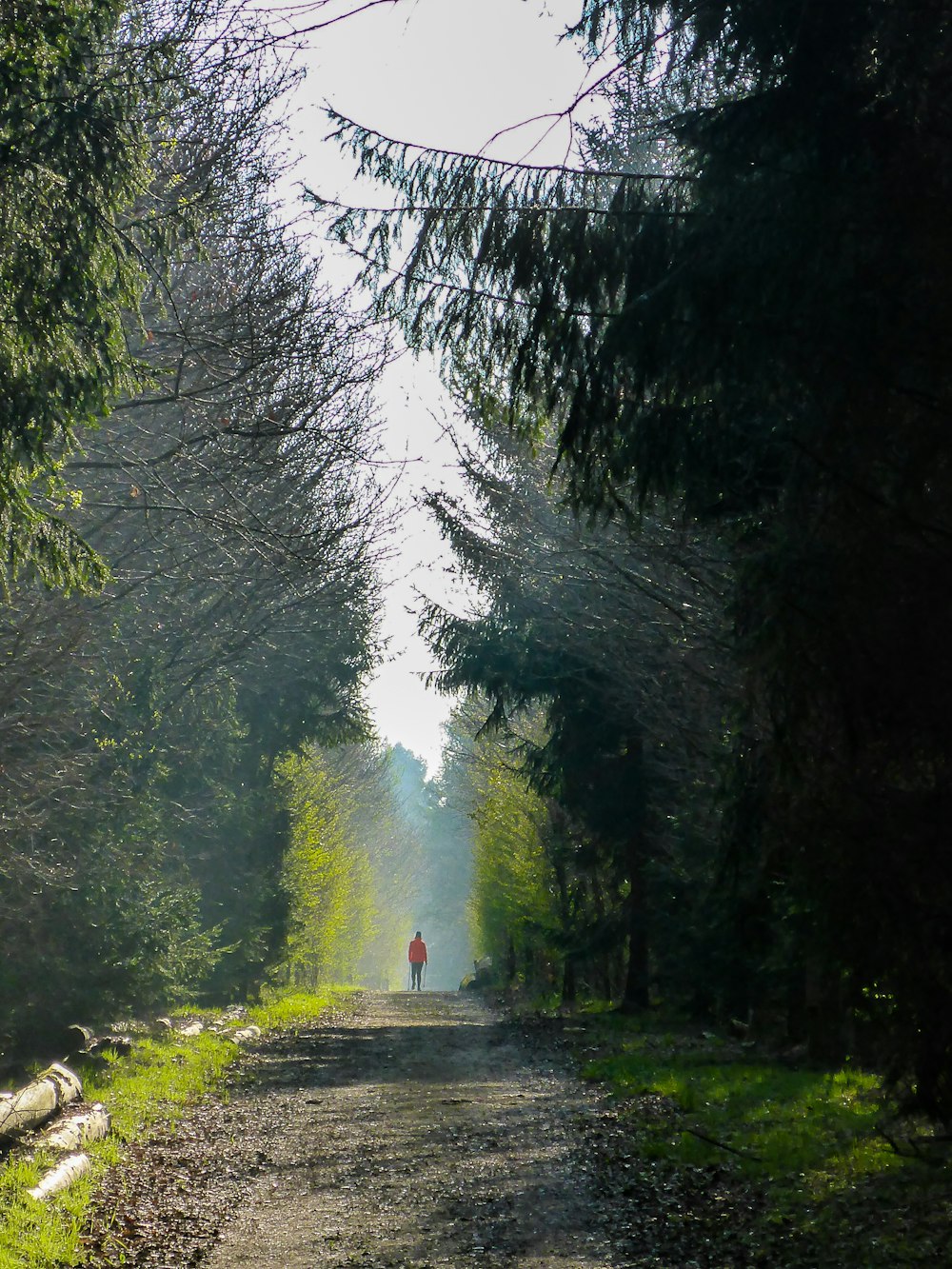 gray road between green trees during daytime