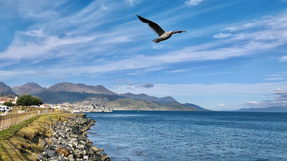 oiseau blanc volant au-dessus de la mer pendant la journée