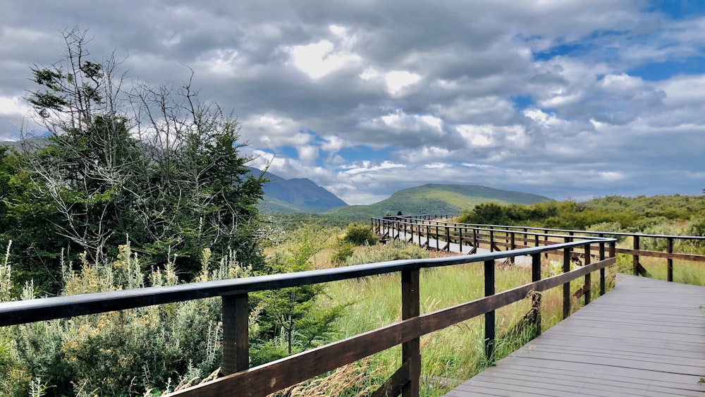 green tree on brown wooden bridge