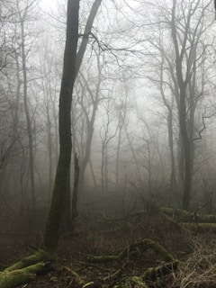 Faint claw marks smeared on aged wood, shrouded by swirling fog.