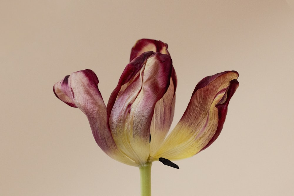 pink and yellow tulips in white background