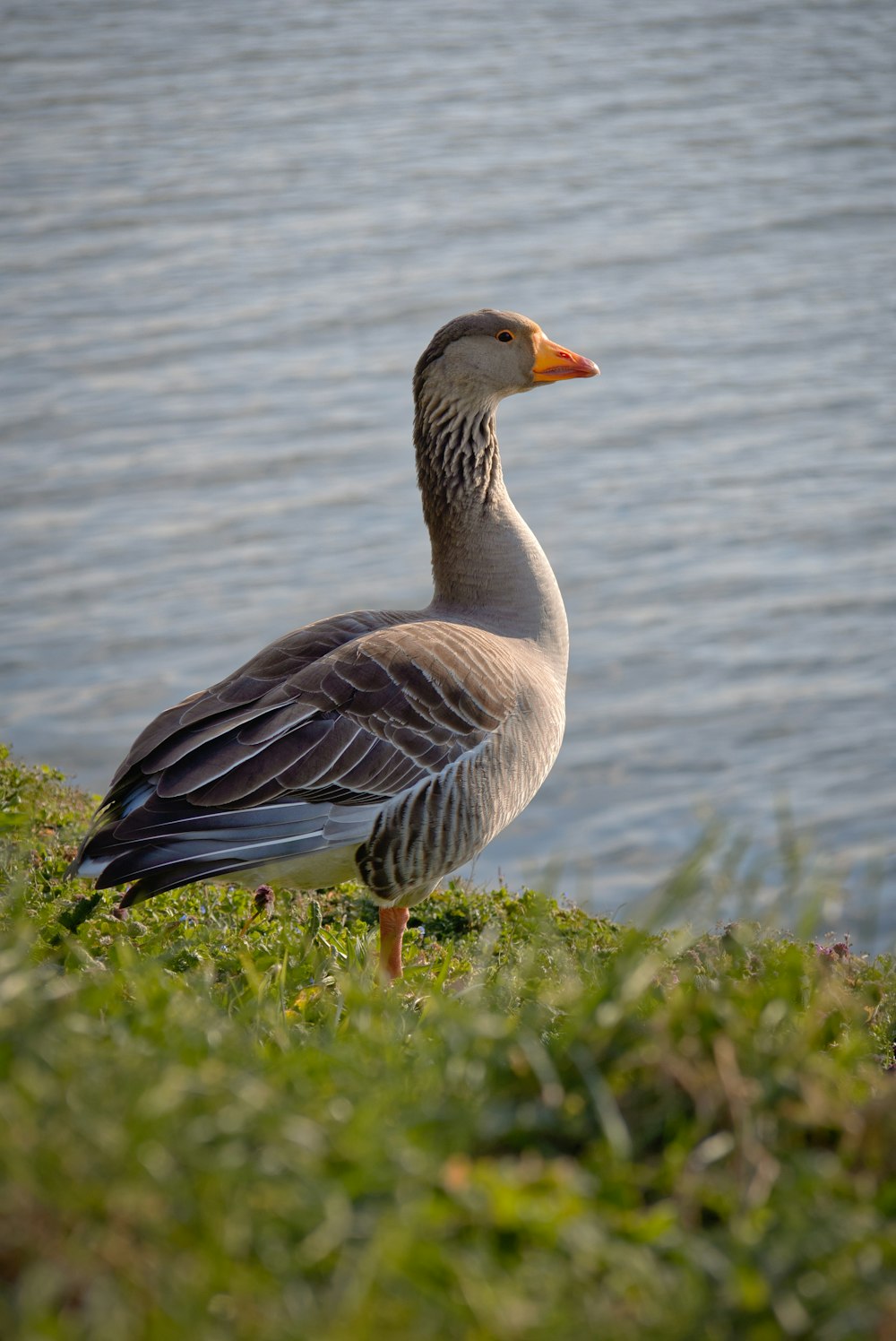 Pato marrón y blanco en un campo de hierba verde cerca del cuerpo de agua durante el día