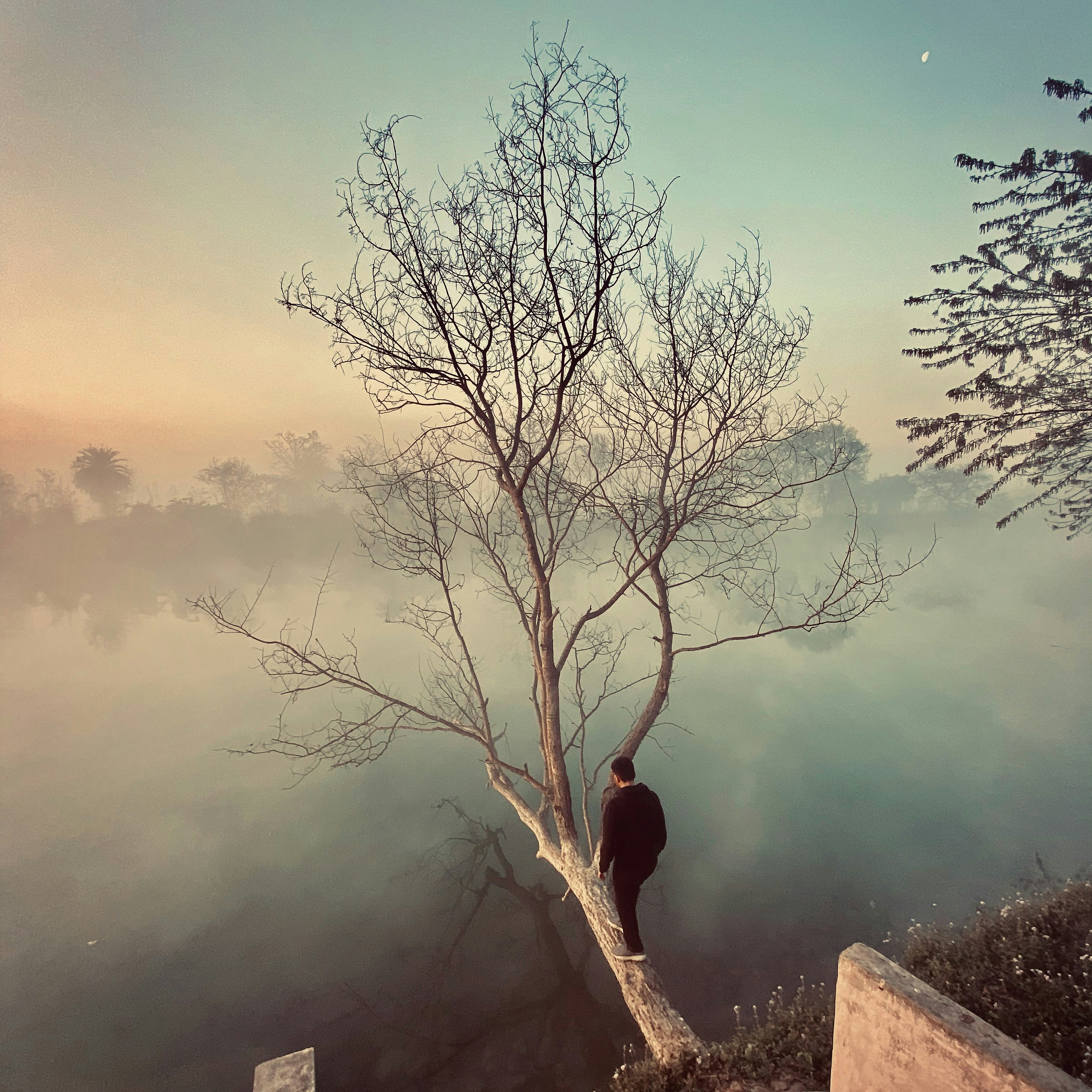 Arbre sans feuilles près du plan d’eau