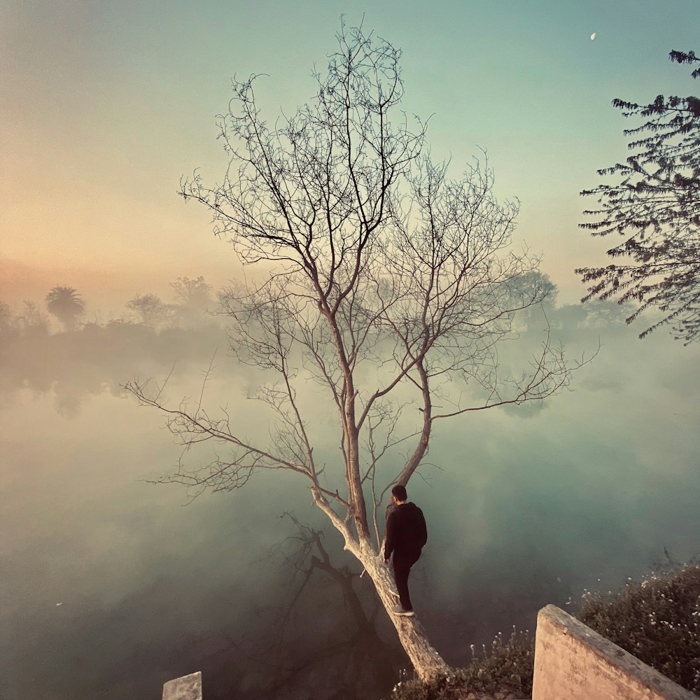 leafless tree near body of water