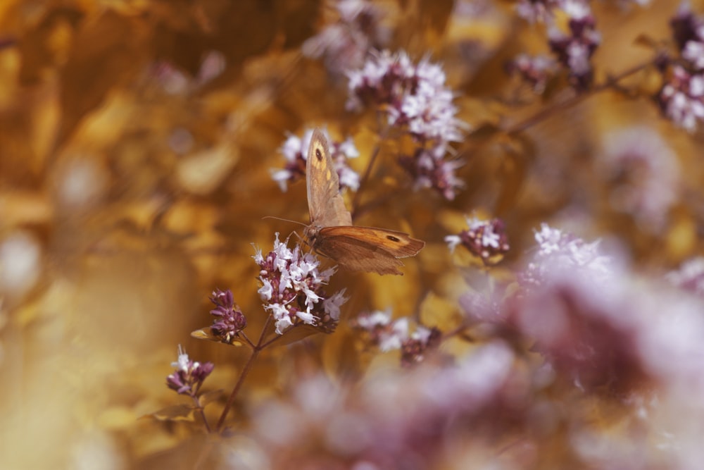 brown butterfly perched on purple flower in close up photography during daytime