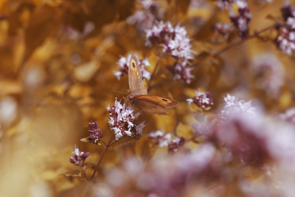 farfalla marrone appollaiata su fiore viola in primo piano fotografia durante il giorno