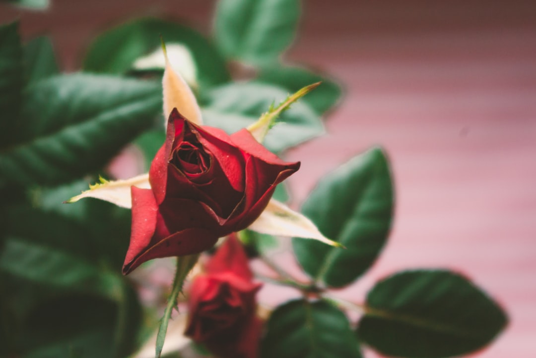 red rose in bloom during daytime