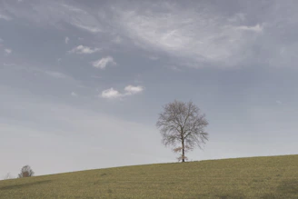 A minimalist landscape photo with a single tree against a pale sky.