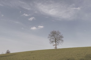 A minimalist landscape photo with a lone tree against a cloudy sky