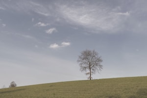 Solitude Photo