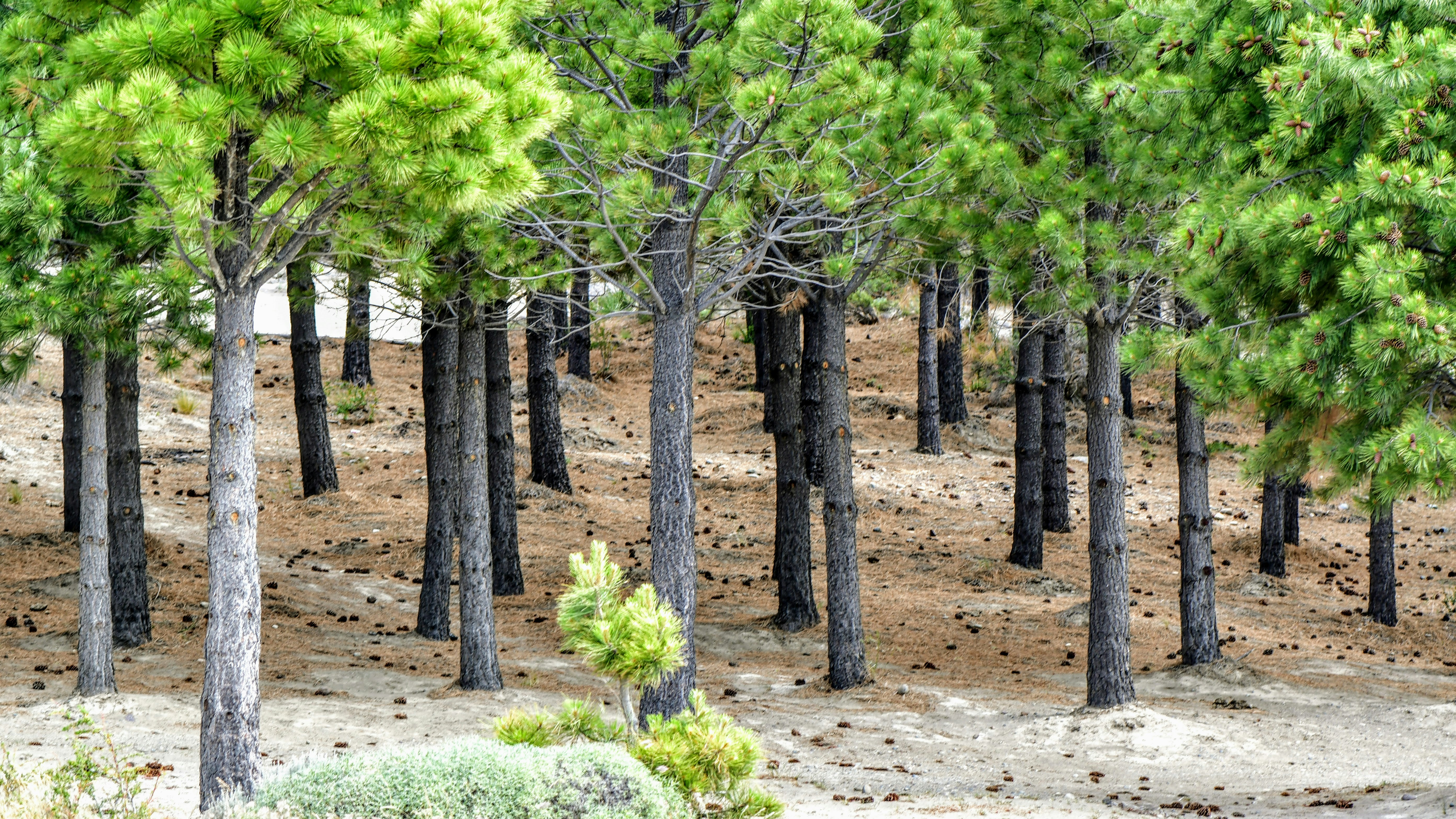 green trees on brown soil during daytime