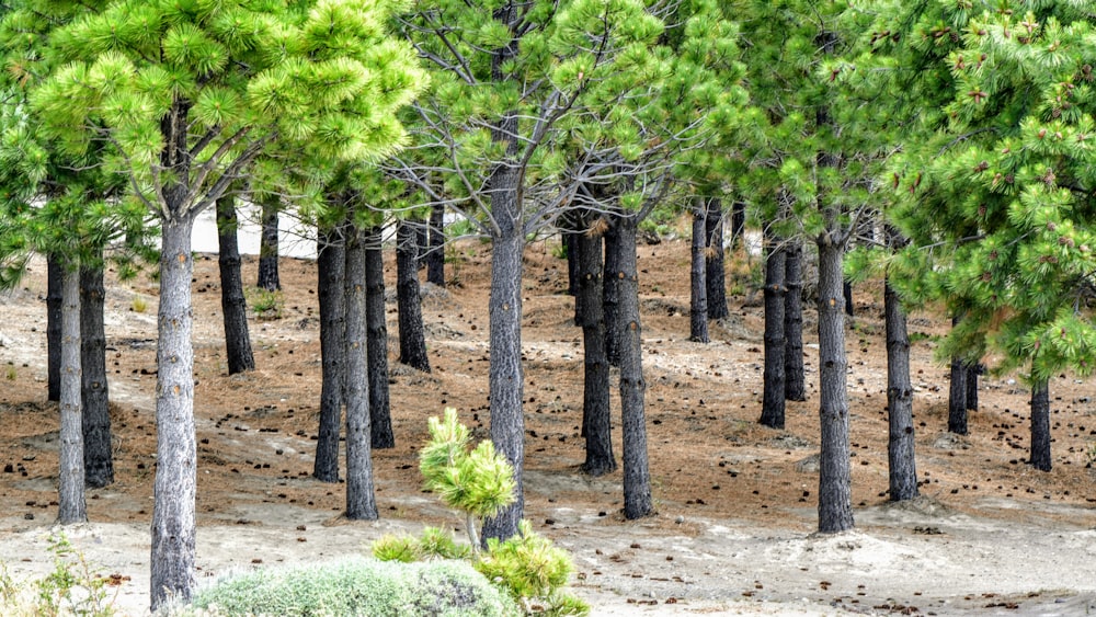 alberi verdi su terreno marrone durante il giorno