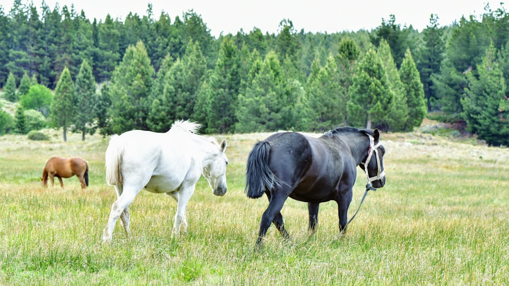 white and black horse on green grass field during daytime