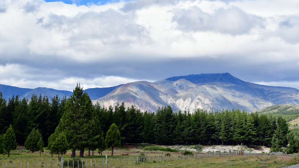 pini verdi vicino alla montagna sotto nuvole bianche durante il giorno