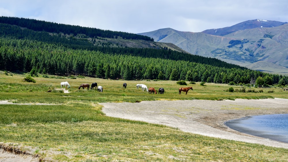 Pferde auf grünem Grasfeld in der Nähe von grünen Bäumen und Bergen tagsüber