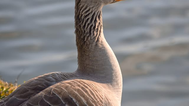 Goose