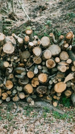 A stack of cut logs arranged in a pile in what appears to be a forest or woodland area. The logs are various sizes, with visible tree rings and some bark still attached. The ground is covered with dry leaves and there are small patches of green foliage.