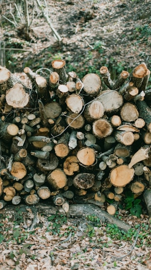 A stack of cut logs arranged in a pile in what appears to be a forest or woodland area. The logs are various sizes, with visible tree rings and some bark still attached. The ground is covered with dry leaves and there are small patches of green foliage.