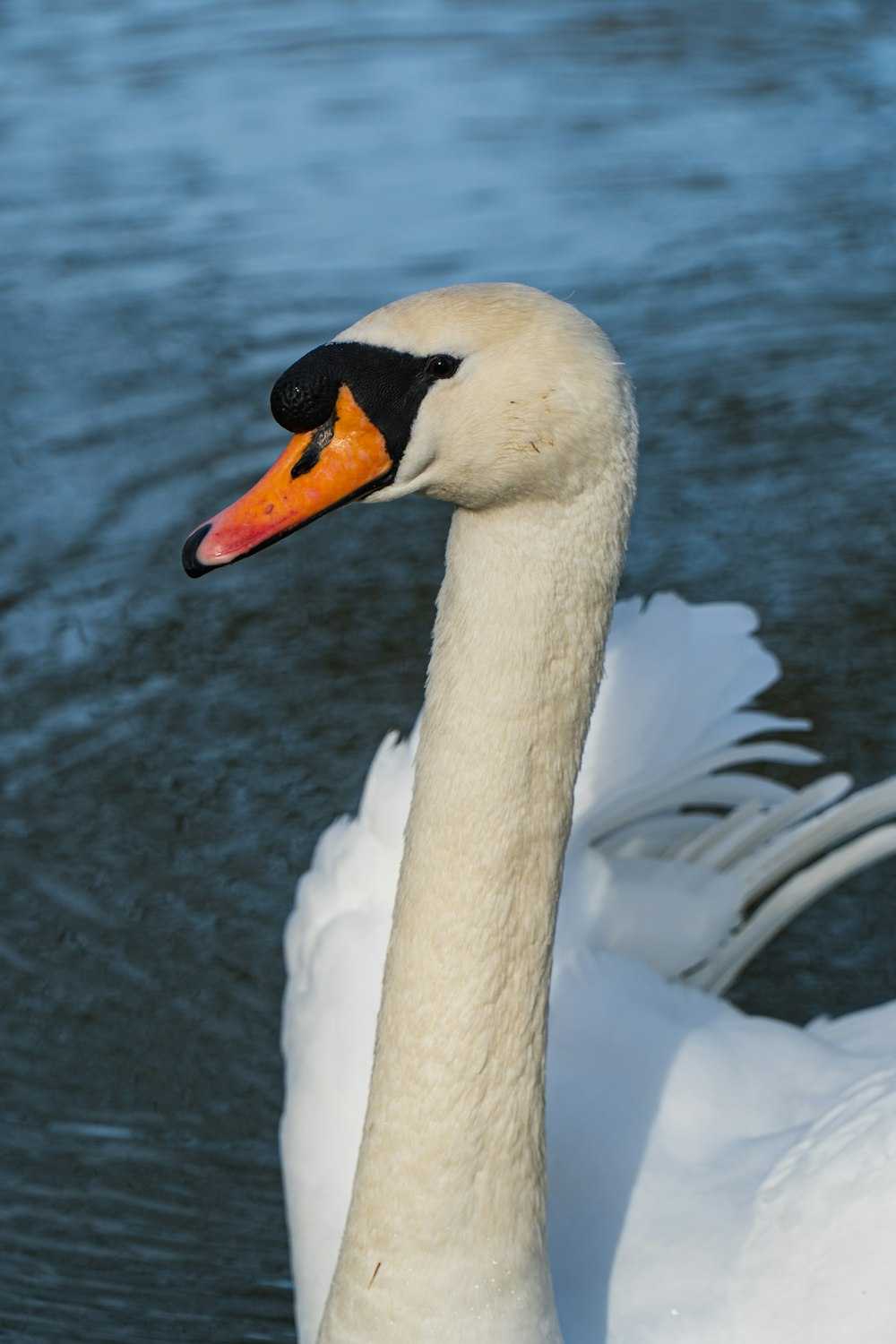 white swan on water during daytime