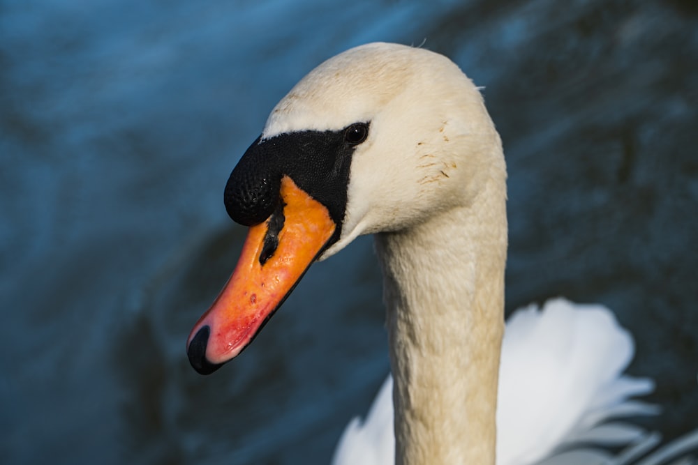 white swan in close up photography