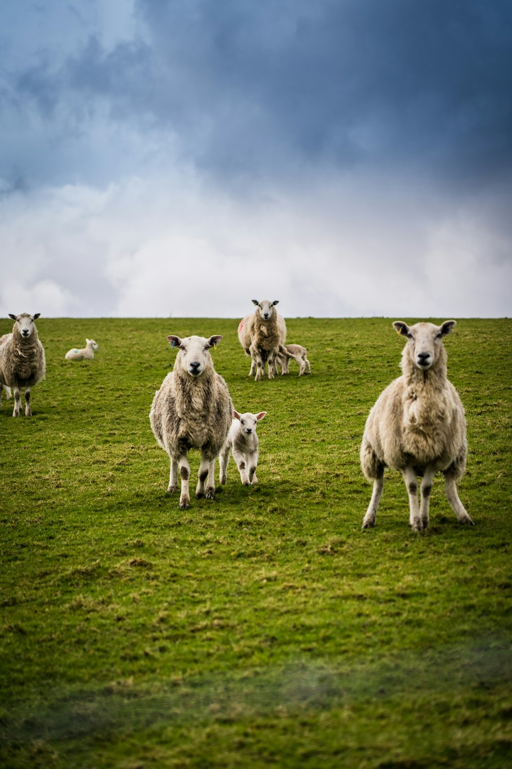 rebanho de ovelhas no campo de grama verde sob o céu azul durante o dia