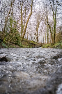 green grass and trees during daytime