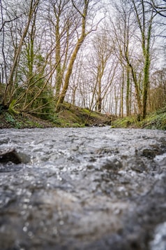 green grass and trees during daytime