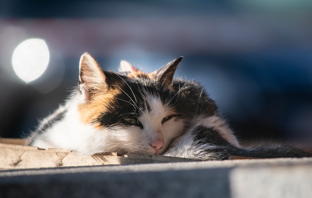 white black and brown cat lying on gray concrete surface