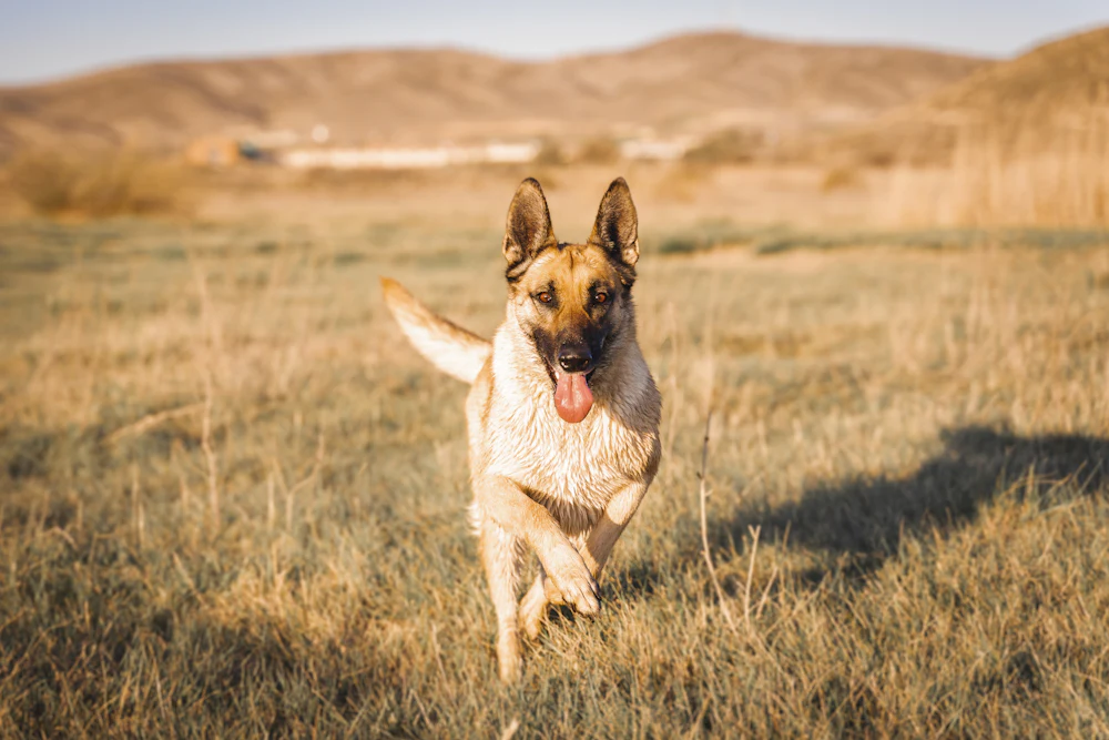 Belgian Shepherd Malinois, photo 2