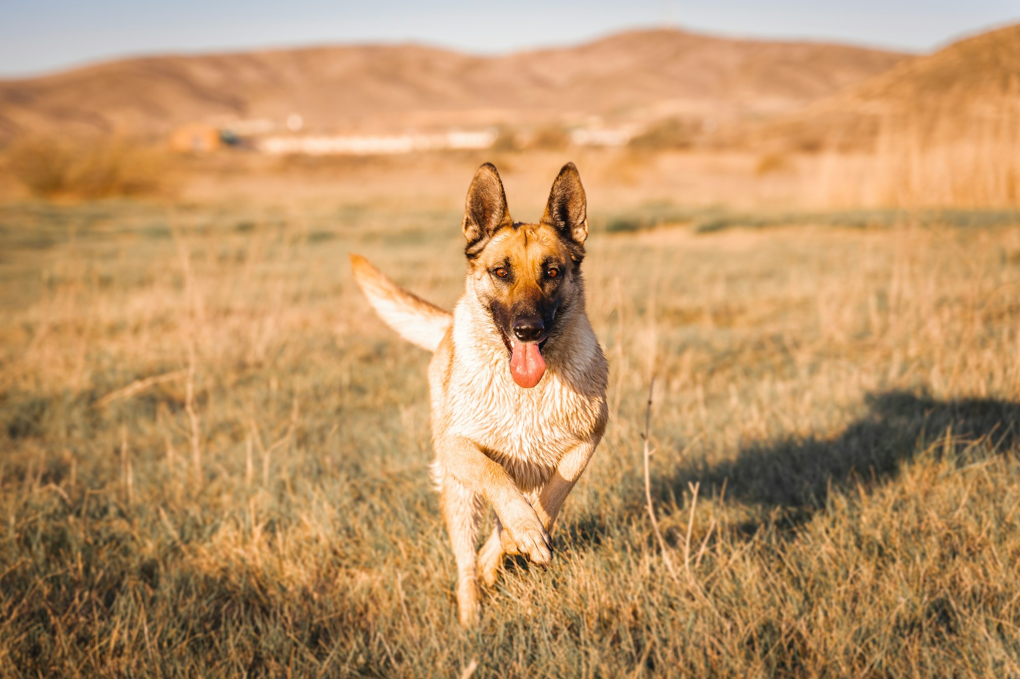 caucasian shepherd dog