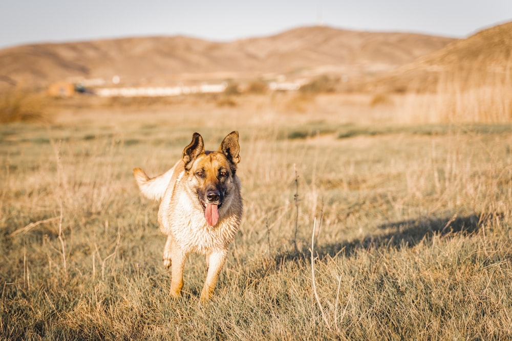 brown and black german shepherd running on brown grass field during daytime