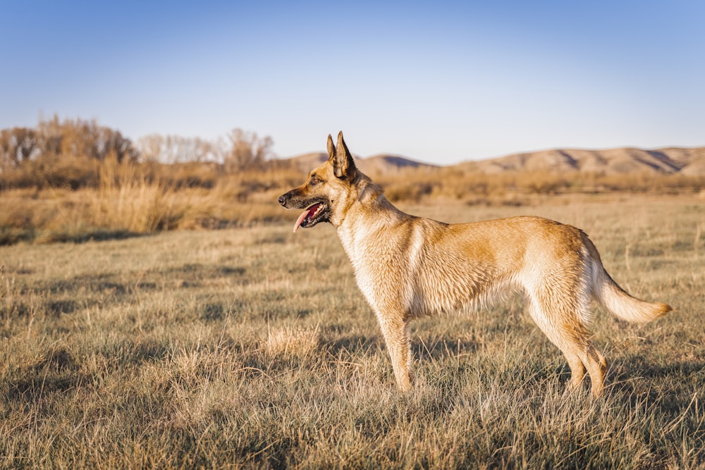 brown and black german shepherd on brown grass field under blue sky during daytime