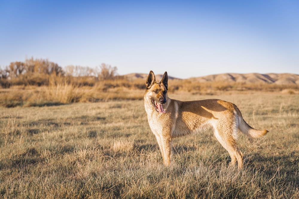 brown and black german shepherd running on brown grass field during daytime