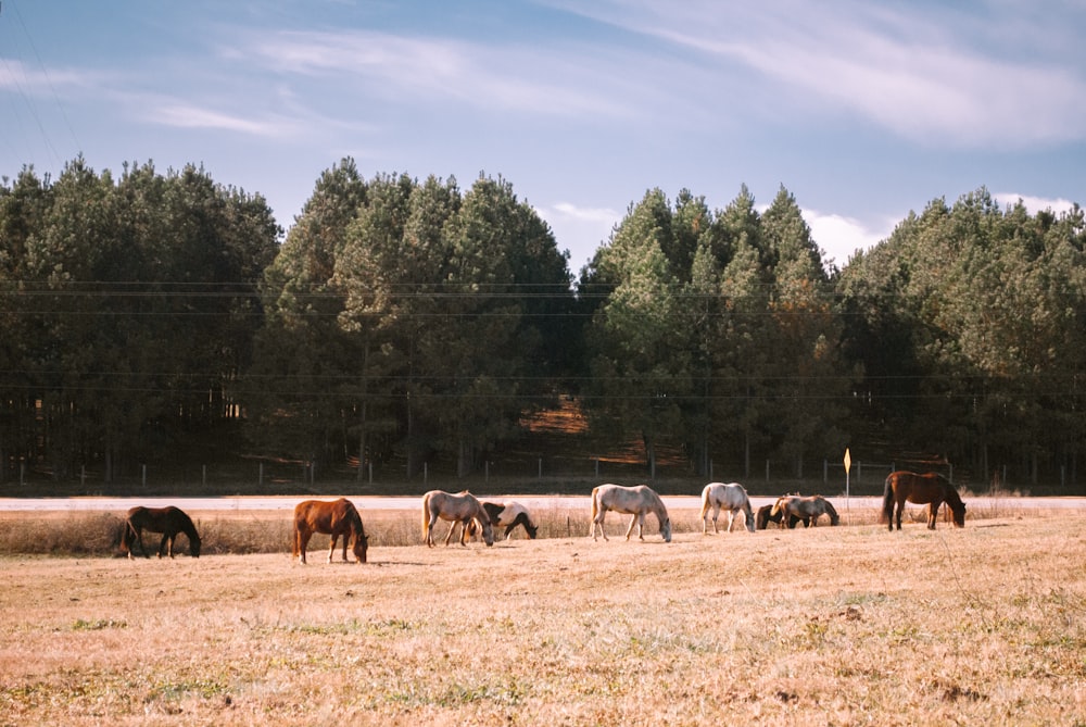 horses on brown grass field during daytime