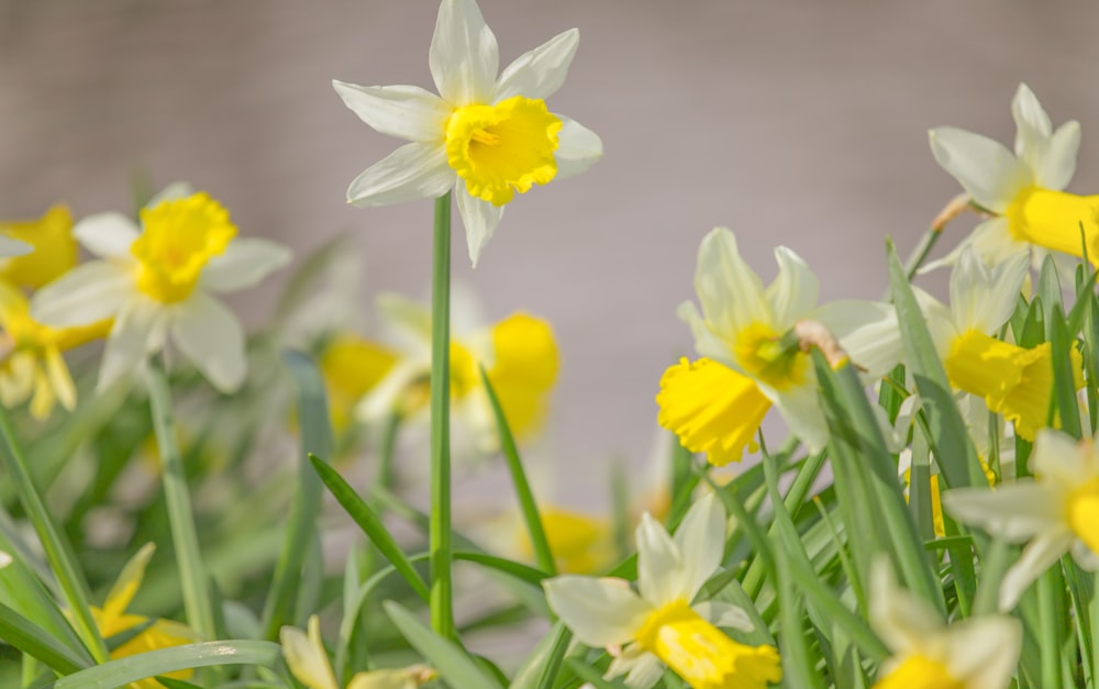 틸트 시프트 렌즈의 노란색과 흰색 꽃