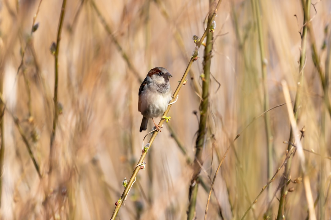 gray and white bird on brown tree branch during daytime