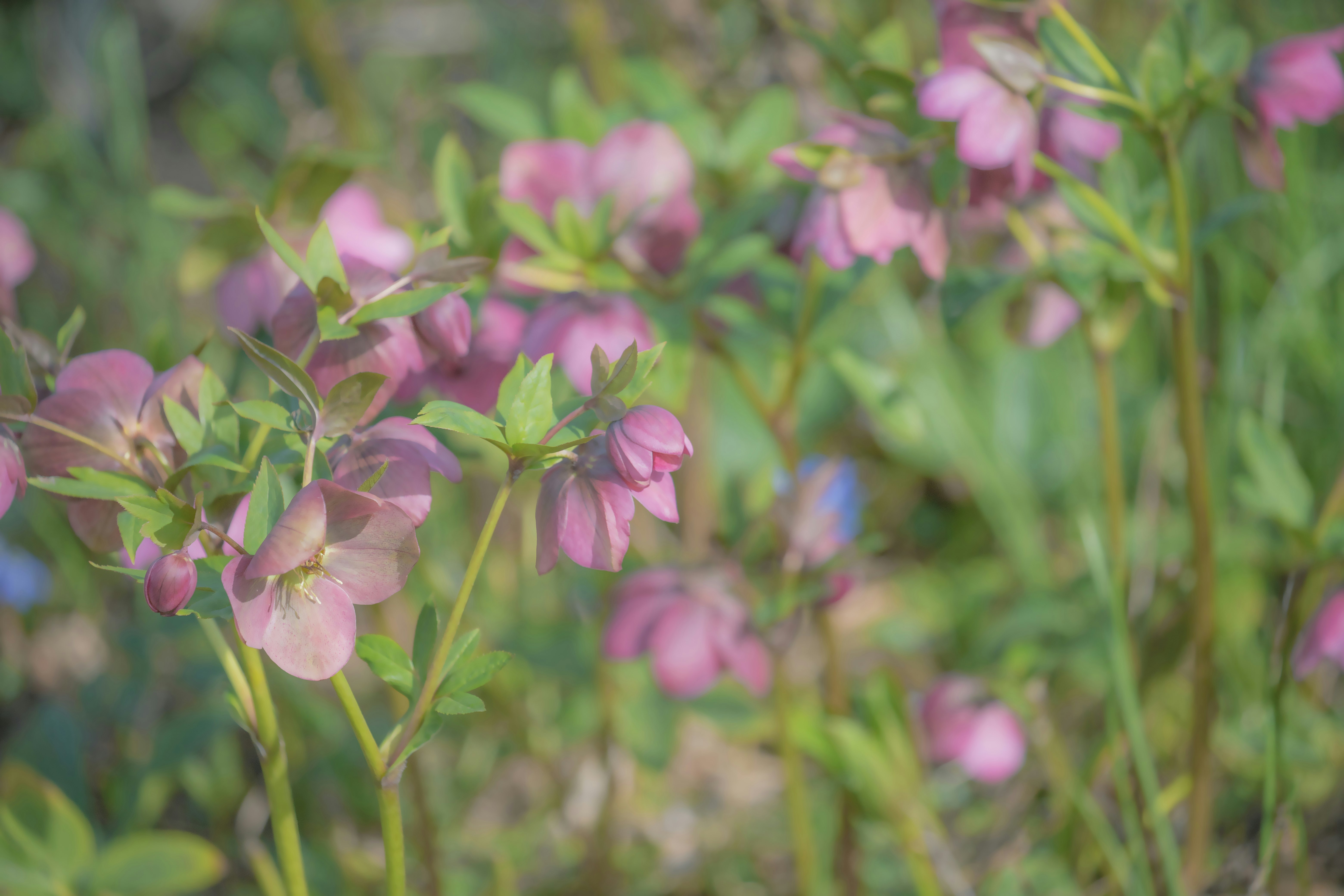 purple flower in tilt shift lens