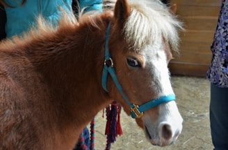 A small brown pony with a light-colored mane is wearing a turquoise halter. It is standing on a straw-covered floor indoors, next to a person in a blue jacket.