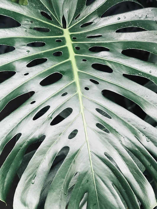 A vibrant close-up of a lush green monstera leaf with water droplets.
