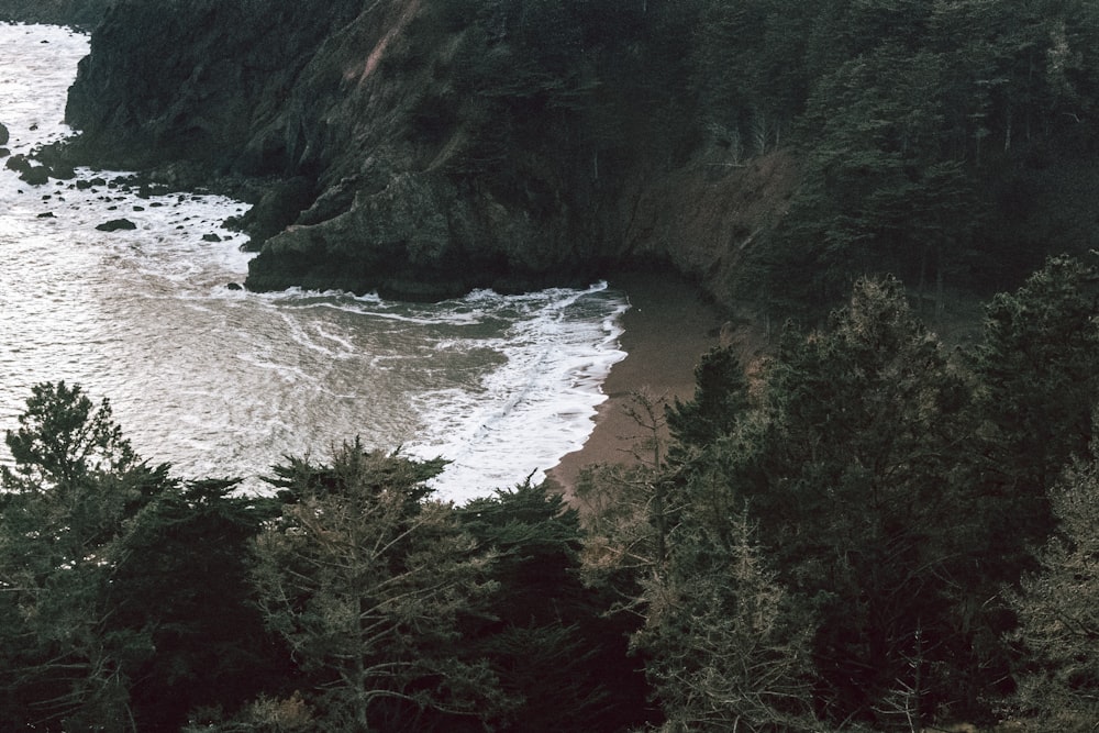 green trees beside body of water during daytime