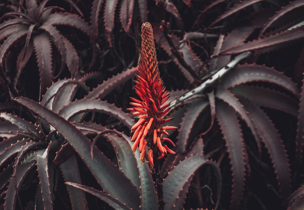 green and brown plant in close up photography