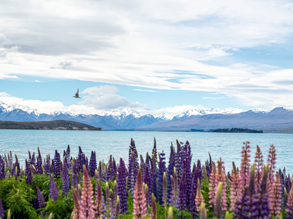 昼間は白い雲と青空の下、海辺の紫色の花畑