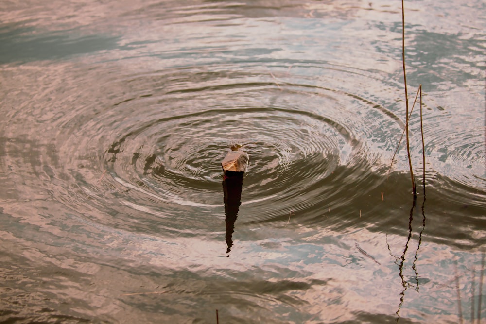 woman in white long sleeve shirt and black pants standing on water