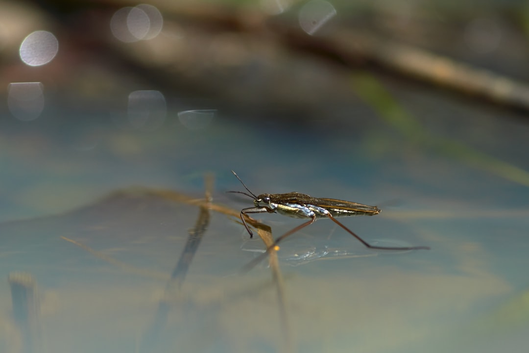brown and black grasshopper on water
